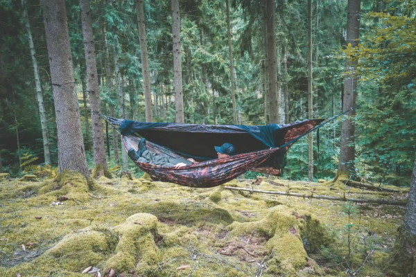 Traveller Camp Forest